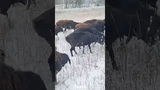вот так вот овцы зимуют в 🇧🇾