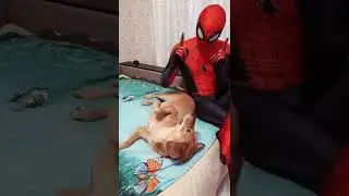 SPIDER-MAN REAL LIFE IN HD #SHORTS #WHATSAPPSTATUS#226
