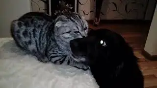 Живут "как кошка с собакой" / Cat and dog