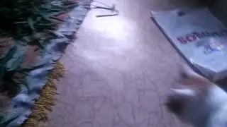 кот и кипрей (иван чай)