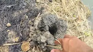PAANO PUKSAIN ANG MUD LOBSTER AT IBA PANG PESTE SA DIKE