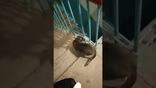 Кот подметает подъезд