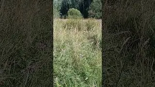Звуки дневного поля