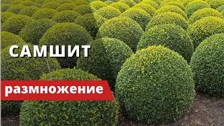 Boxwood (Buxus) – or 
