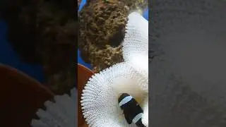amazing fish 😳#shorts #viralshorts #fish #fishing #fishingvideo #fishcutting #tiktok