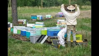 LIVE - Buzzing Bee Farming !
