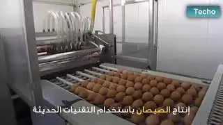 Hatchary chicks in the factort