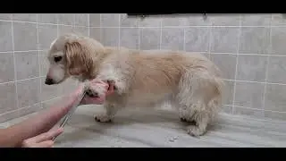 Behind The Scenes; Sugar Dachshund (Doxin)Nail video and full groom, #5 blade