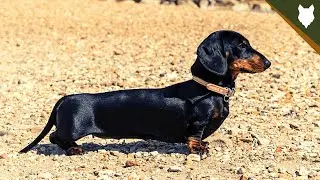 ARE DACHSHUND GOOD GUARD DOGS?
