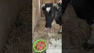 Спасли коровку 🐮