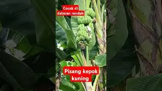 Pisang kepok jumbo cocok di dataran rendah