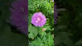Бетон города и нежная красота...