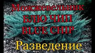 BLUE CHIP. Можжевельник БЛЮ ЧИП. РАЗМНОЖЕНИЕ.