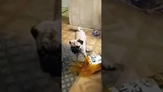 Dukky catches the Corona