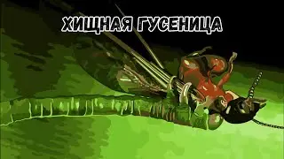 Хищная гусеница