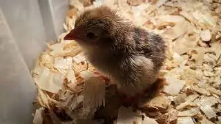 Incubadora Tackly #incubadora #incubator #pollos #amazon #huevos