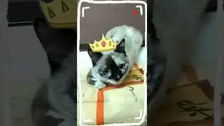Новая роль Мистюшки