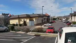 Dogs Vacation