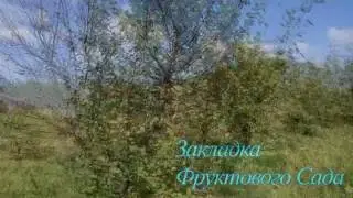 Закладка Сада