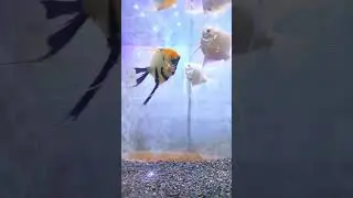Ikan Manfish & Sapu sapu di aquarium #shortvideo #fyp #tiktok #ikanhias