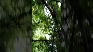 How to extract Bamboo shoots?