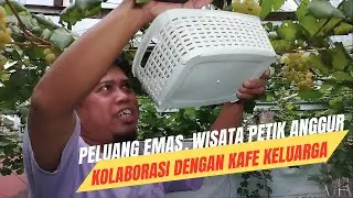 Peluang Emas, Usaha Kafe Berkolaborasi Dengan Wisata Petik Buah Anggur Import.