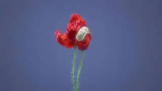 Jaya Suprana - Kunang-Kunang #piano