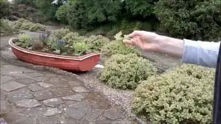 Marie Almost Saves a BumbleBee :-)