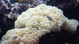 Burgers Zoo The Ocean
