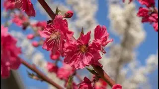 Flowering Plum and Peach Trees