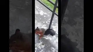 Белочка Рыжка 11 сентября