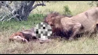lion King 👑||lion eat lion