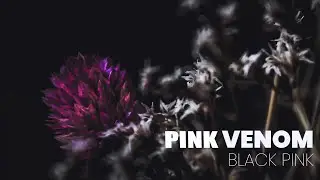Pink Venom - Blackpink (Lyrics)