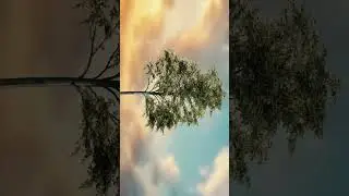blender tree animation #shorts #blender