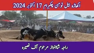 Raja Shahnawaz Marhoom Of Nasera Gujrat | Bull Race Chak Barham 17 October 2024