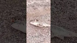 Рыбалка на Азовском море. Пеленгас на 5.5 кг.
