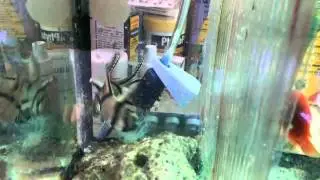Апогоны Каудерни