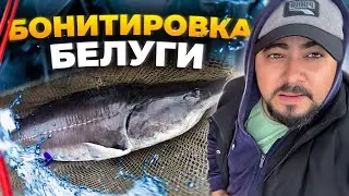 Бонитировка белуги 2024