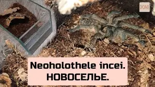 Пересадка паука - птицееда Neoholothele incei. 