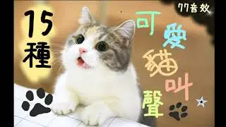 15種可愛 貓叫聲  貓叫音效 貓咪叫聲 🐈 │77免費音效