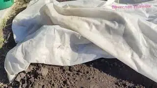 Забудьте про крестоцветную блошку, на редиске!!!