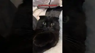 ПОЧЕМУ КОШКИ ТАК МНОГО СПЯТ🤔🤔🤔