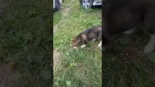 Как поживает собака