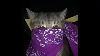 𝙉𝙚𝙭𝙩 𝙙𝙢 1𝙫1