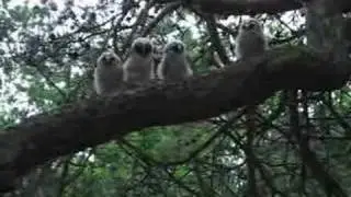 long-eared owl - ransuil part II