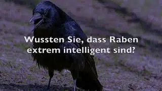Immer diese Raben - Buchwerbung - Bernd Töpfer