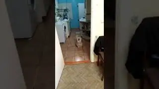 Тоша передает привет из дома 🐾