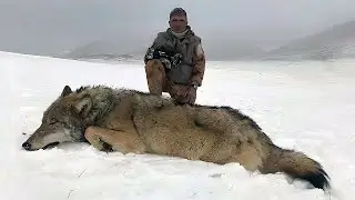 Волки-исполины. Они существуют!