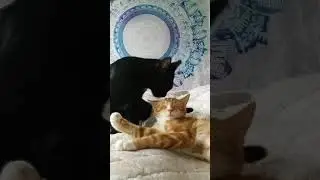 2💗💗2😽😽