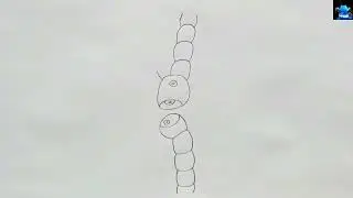 how to draw lateral view of guard cell and epidermal cell in simple way